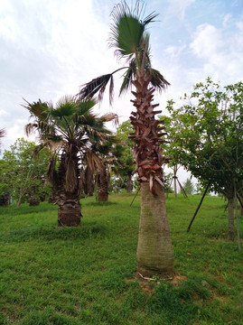 棕榈树 绿化