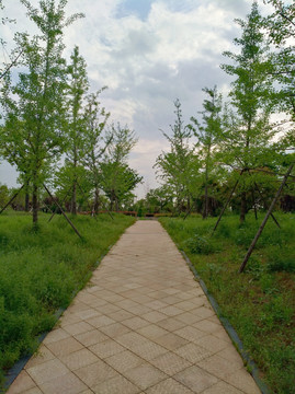 公园绿化小道