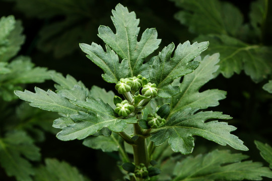 麦秆菊花苞