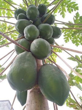 木瓜
