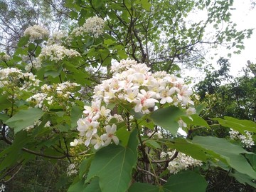 油桐花