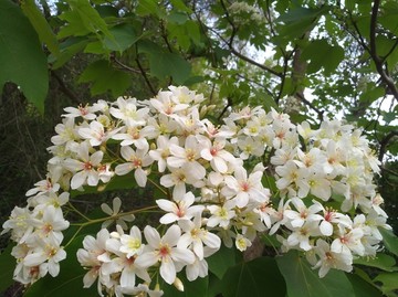 油桐花