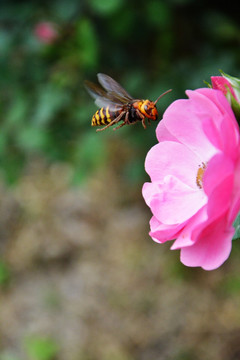 蜂恋花