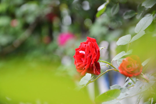 唯美红蔷薇