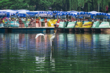 昆明翠湖小景