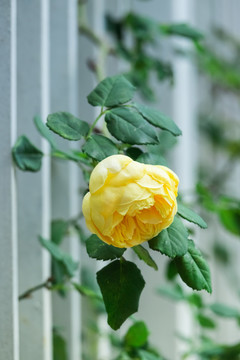 伸出白色栅栏的黄玫瑰