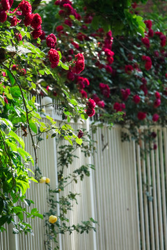 红玫瑰花栅栏墙