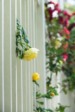 黄玫瑰花栅栏墙