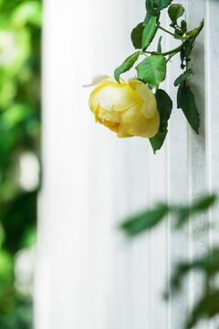 伸出白栅栏的黄玫瑰