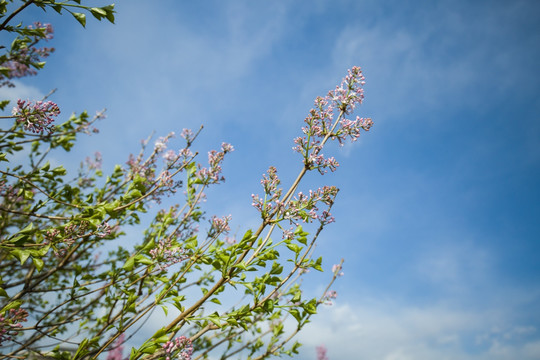 丁香花 丁香