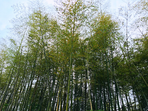 竹林