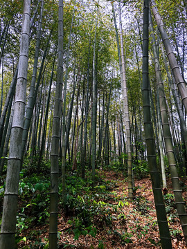 竹林