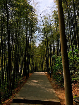 竹林小道