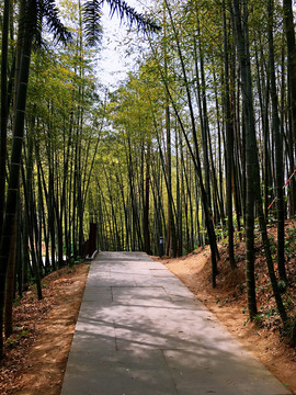竹林小道