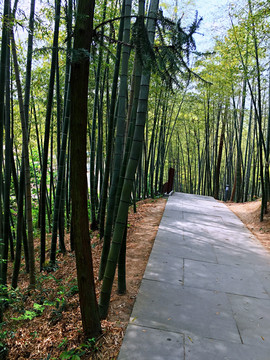 竹林小路