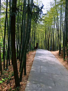 竹林小路