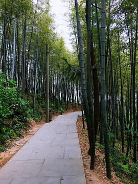 竹林小径
