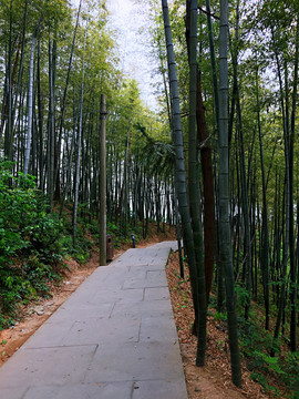 竹林小径