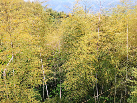 竹林