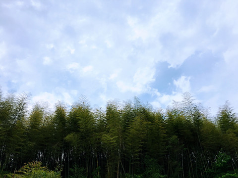 竹林