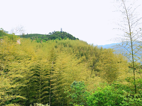 竹林