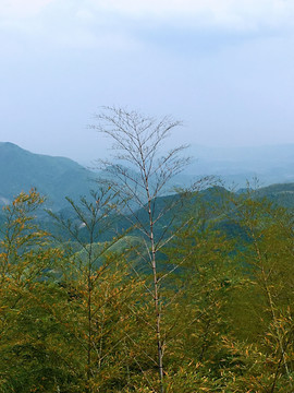 山