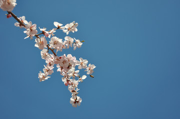 蓝天背景的桃花