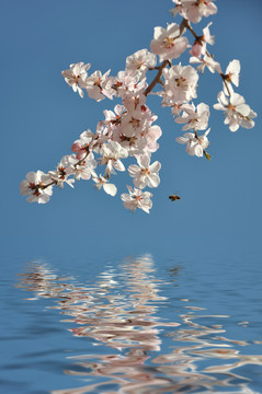 桃花蜜蜂水波动