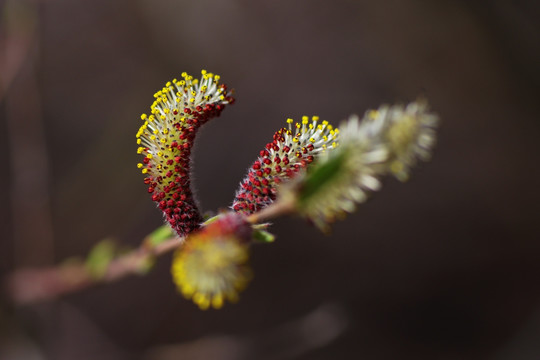 柳树花