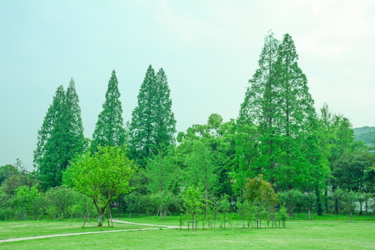 阳光绿树林