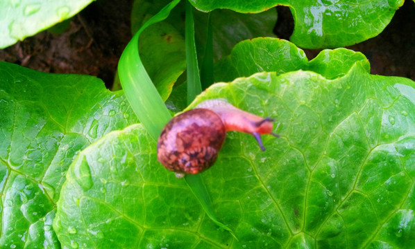 蜗牛青菜