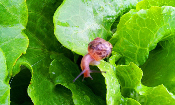 青菜蜗牛