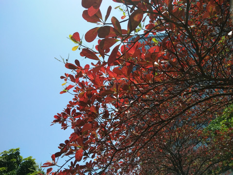 红叶树