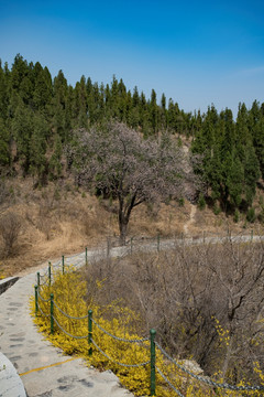 黄花溪