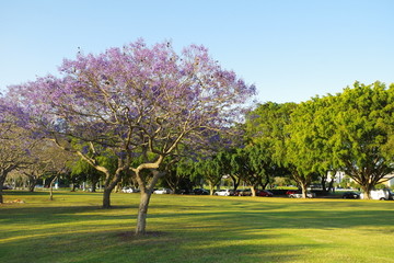 蓝花楹