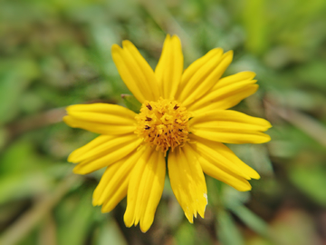 野菊花