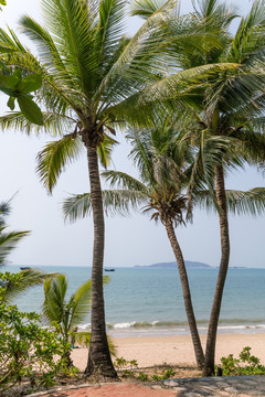 沙滩 大海 椰子树