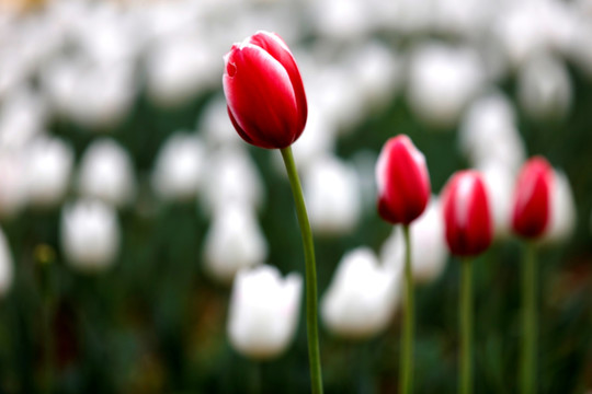 郁金香花开