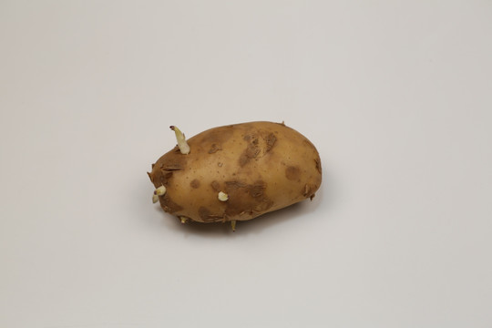 一个发芽的土豆