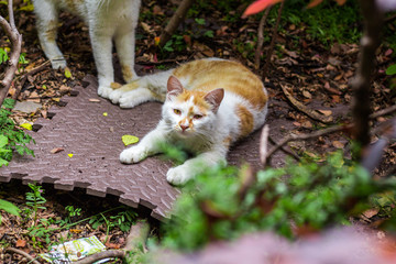 高清野生小花猫特写 夜猫