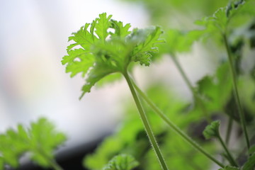 驱蚊草特写