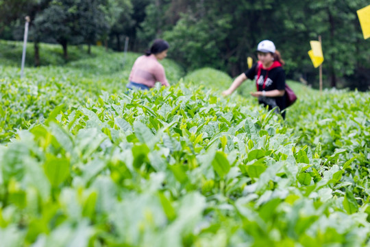 茶园采茶