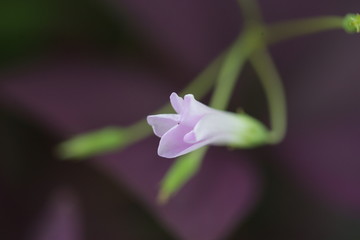 紫叶醡浆草