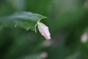 蟹爪兰幼芽