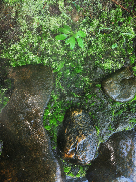 苔藓石头