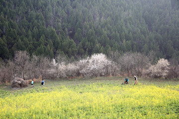 油菜花地