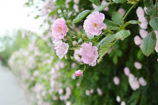 淡粉色蔷薇花