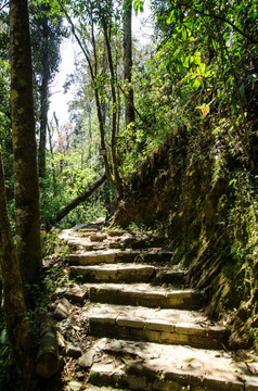 大围山原始森林公园石阶小路