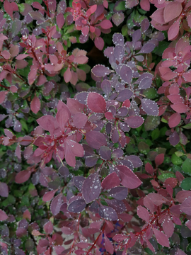 红叶雨珠