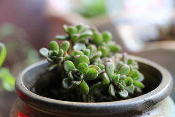 多肉植物